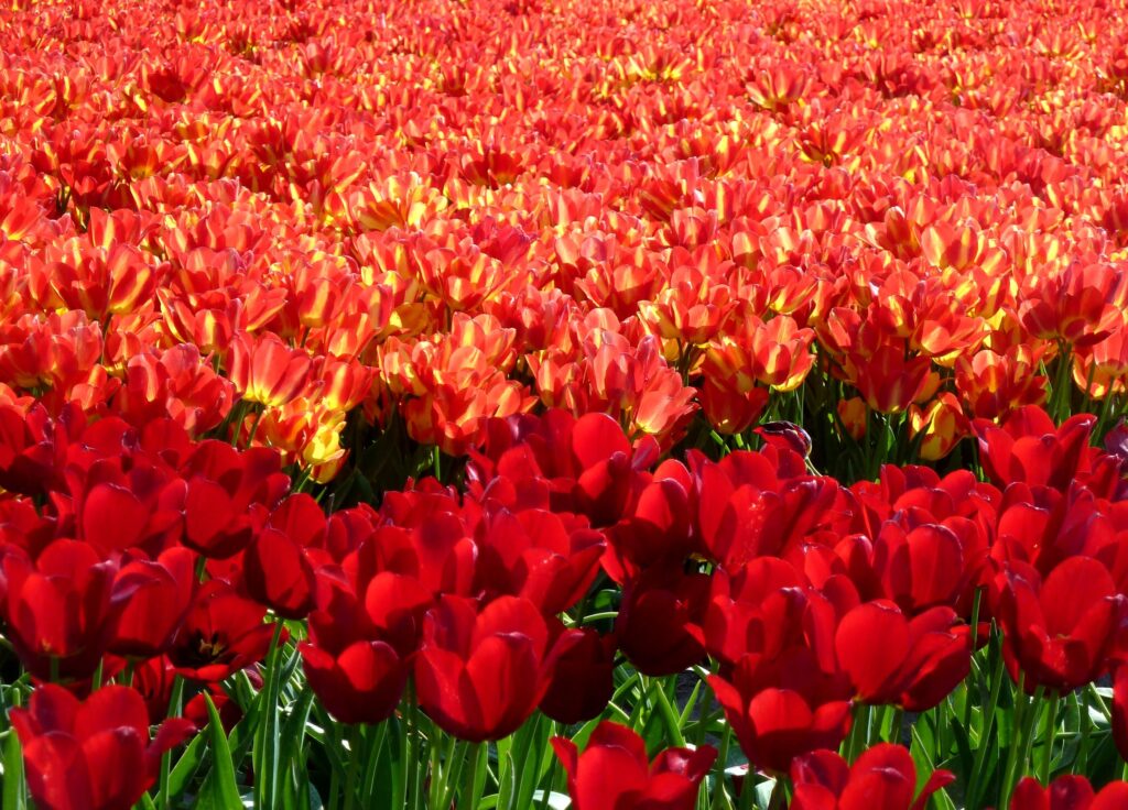 Tulpen