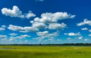 National Park De Biesbosch