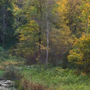 031527_Schwarzwald_Wutach_1920_800